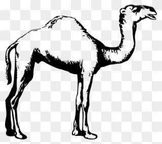 Dromedary Drawing Black And White Animal Camel - Camel Clipart Black And White - Png Download