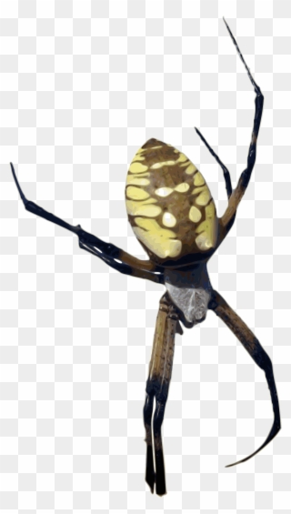 Banana Clipart Color Yellow - Orb Weaver Spider Png Transparent Png