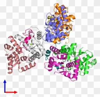 Pdb 4chg Coloured By Chain And Viewed From The Front Clipart