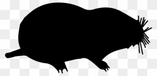 Mole Mammal Animal Shape Comments Clipart