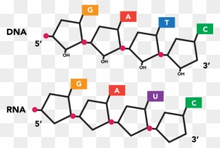 Equivalent Nucleotide Sequences Expressed In Dna And Clipart