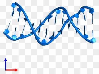 Pdb Entry 1bna Contains 2 Copies Of Dna 3') In Assembly Clipart