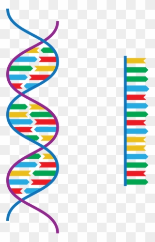 Differences Between Eukaryotic And Prokaryotic Cells Clipart