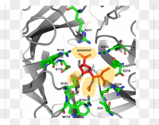 Peramivir Bound To Influenza A/h7n9 Neuraminidase Clipart