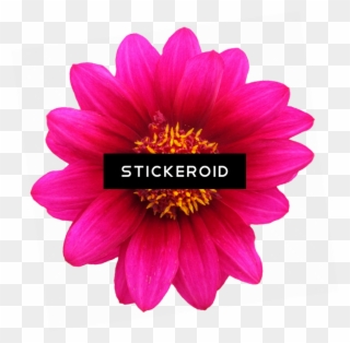 Gazania Flowers Nature Clipart