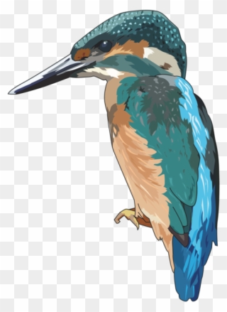 Belted Kingfisher Drawing Encapsulated Postscript Clipart