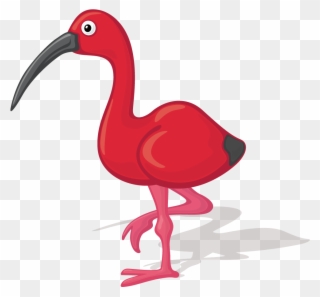 Bird Ibis Cartoon Illustration Transprent Png Free Clipart