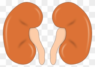 So, When Someone Has A Kidney Problem Their Bones Also Clipart