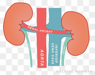 Today, We're Going To Talk About The Kidneys Clipart