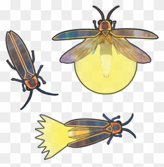 Net-winged Insects Clipart