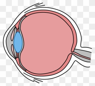 Simple, Illustrated Cross-section Of The Human Eye - Eye Clipart