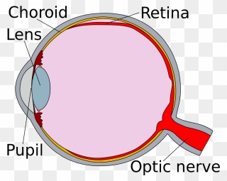 Human Eye Cross Section Detached Retina - Section Of The Human Eye Clipart