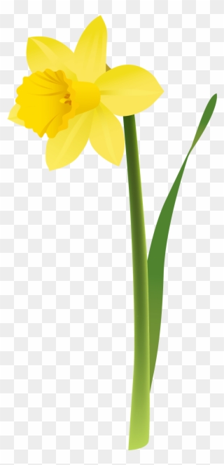 Yellow Daffodils Clipart - Transparent Background Daffodil Png
