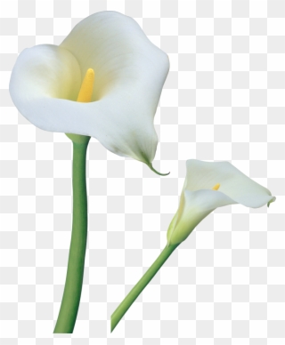 Clipart Borders Easter Lily - Calla Lily Flower Png Transparent Png