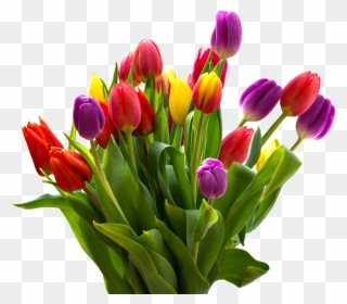 Easter Flower Png Transparent Images - Bunga Tulip Warna Warni Clipart