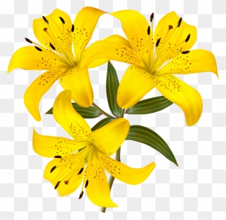 Yellow Lilies Png Clipart Picture Gallery Yopriceville - Yellow Lily Flower Clipart Transparent Png