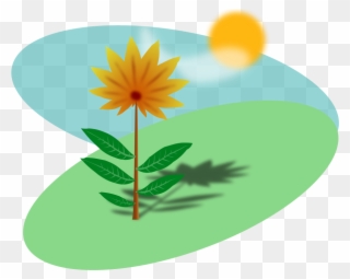Sunny Field With A Flower - Sunlight On Plants Clipart - Png Download