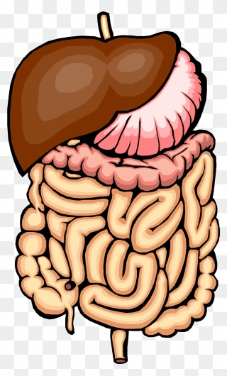Clip Art Horse Carriage - Digestion Of Food Chemical Change - Png Download