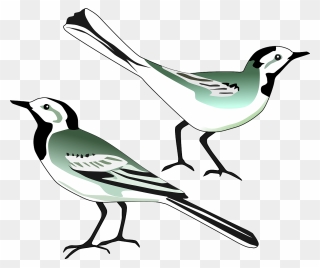 Free White Wagtail - Klip Art Burung Clipart