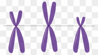 Clip Free Download Genetics Heredity Dna Free - Rett Syndrome Clip Art - Png Download