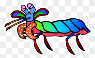 Picture Free Mantis Cartoon Desktop Backgrounds - Dibujo De Camarón Mantis Clipart