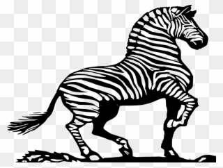 Zoo Clipart Black - Zebra In Black And White - Png Download