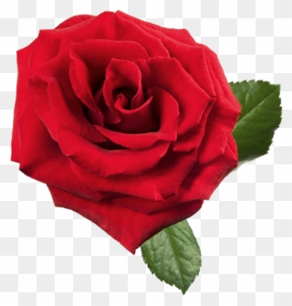Clip Art Red Rose - Rose Psd - Png Download