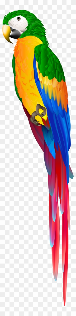 Red Parrot Png Clipart