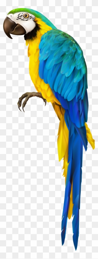Ara Parrot Clipart