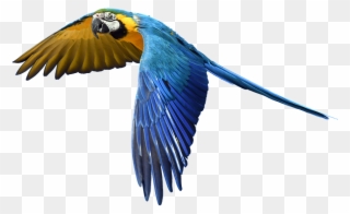 Free Photo Fly Flight Colorful Isolated Parrot - Flying Bird Royalty Free Clipart