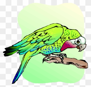 Free Parrot And Macaw Clipart - Budgie - Png Download