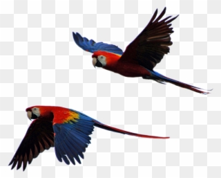Free Photo Parrot Isolated Parrots Flight - Imagenes De Guacamaya Roja Png Clipart