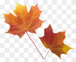 Autumn Leaves Clipart Orange Leaf - Autumn Leaves Illustration Png Transparent Png