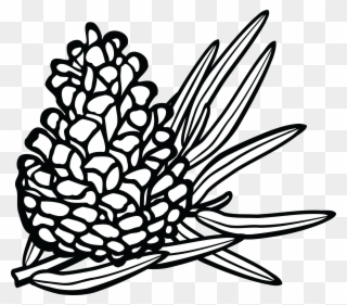 Pinecone Clipart - Coniferous Clipart Black And White - Png Download