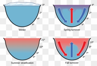 Nurient Recycling In Freshwater Systems Clipart