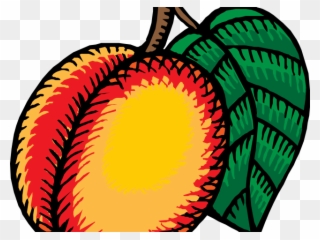 Nectarine Clipart - Png Download