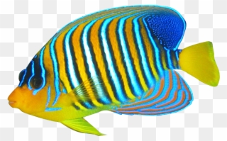 Angelfish Free Images Toppng Clipart