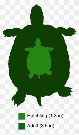 The Shaded Region Represents The Range Of The Bog Turtle Clipart
