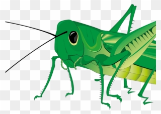 Locust Clipart Katydid - Png Download