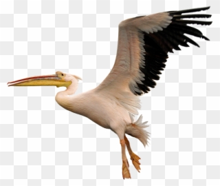 Bird, Fly, White, Pelican, Na Clipart