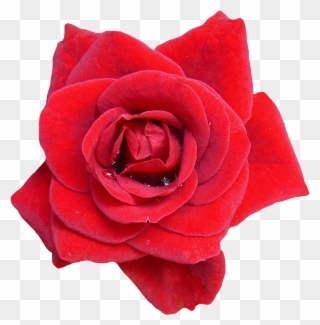 Red Rose Flower Png Image Purepng Free Transpa Cc0 Clipart