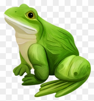 Grenouilles Frog Tube Pinterest Grenouillesfrogtube Clipart