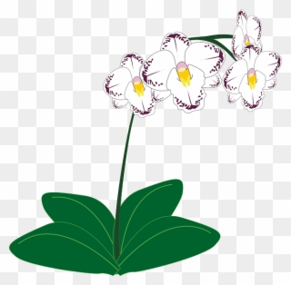 Flowers Borders Clipart Orchid - Gambar Animasi Bunga Anggrek - Png Download