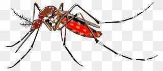 Mosquito-borne Disease Dengue Fever Wolbachia Insect - Mosquito Aedes Aegypti Png Clipart