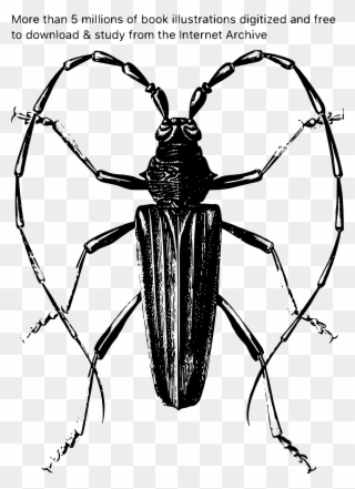 Million Archive Book Illustrations Big Image Png - Beetle Clipart