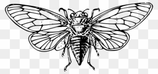 Cicadoidea Drawing The Cicada Line Art Insect - Cicada Clipart - Png Download