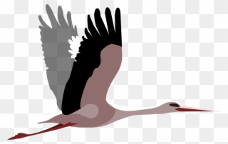 White Stork Water Bird Beak Wing - Clip Art - Png Download