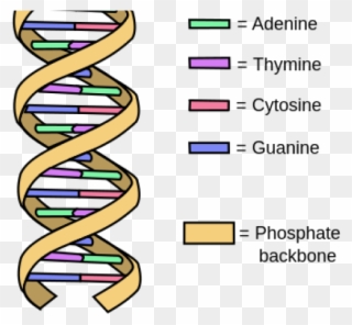 Dna Structure Clipart Drawing Labeled - Weird Flex But Ok - Png Download