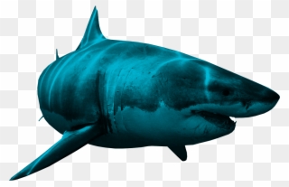 Bull Shark Clipart Realistic Shark - Shark Png Transparent Png