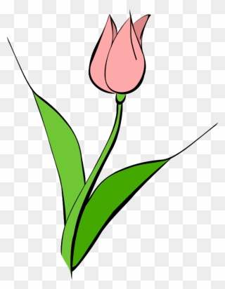 Tulip Clip Art - Pink Tulip Clip Art - Png Download